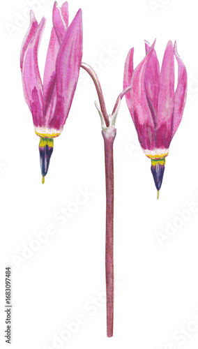 Shooting star flower Pink Colorful hand-painted flower illustration Png clipart with transparent background 