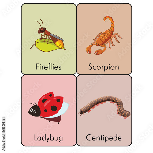Animal Flashcards fireflies scorpion ladybug centipede