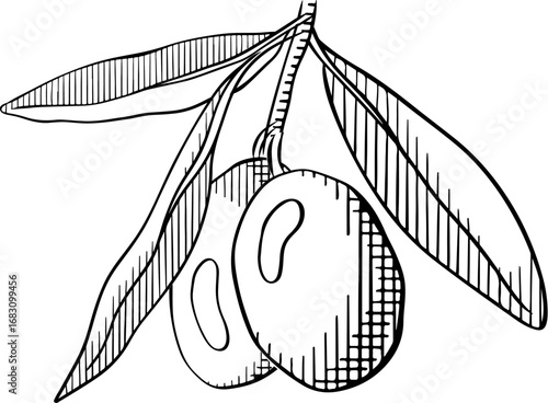 Olive branch on white background illustration. Vector graphic line Black and white ink illustration. Fine Line Olives illustration. Design for package, cosmetic, cards. Wedding invitation greenery
