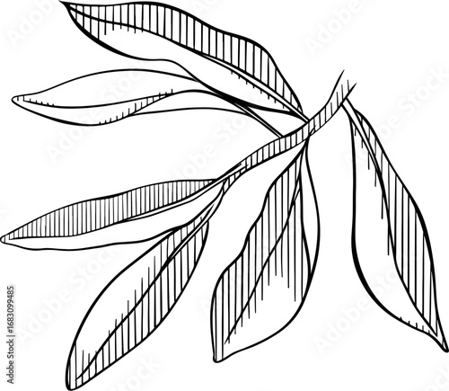 Olive branch leaves composition. Vector graphic line Black and white ink illustration. Silhouette sign for logo, print, comics, fashion, pop art, boards, design, stickers, decoration, posters