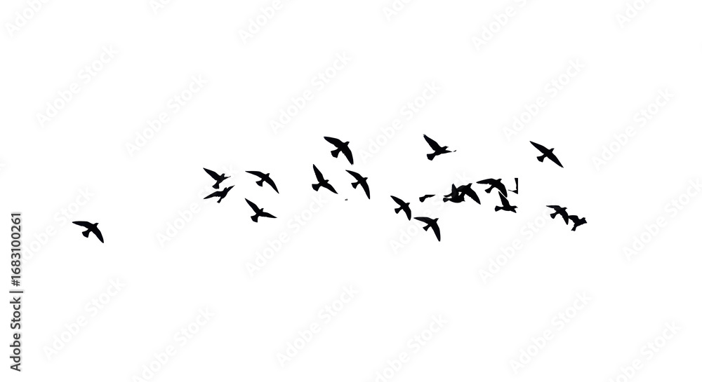 Obraz premium Large flock of small pure black bird silhouettes in dynamic mid-flight poses, scattered against an impeccably transparent studio background. Concept of corporate agility and progress