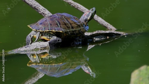 A red-eared slider turtle lies on a wooden log in the water, basking on a sunny summer day, perpendicular to the camera lens.	
