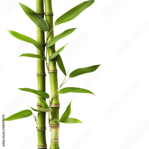 Fresh green bamboo stalks with leaves against a for zen and wellness