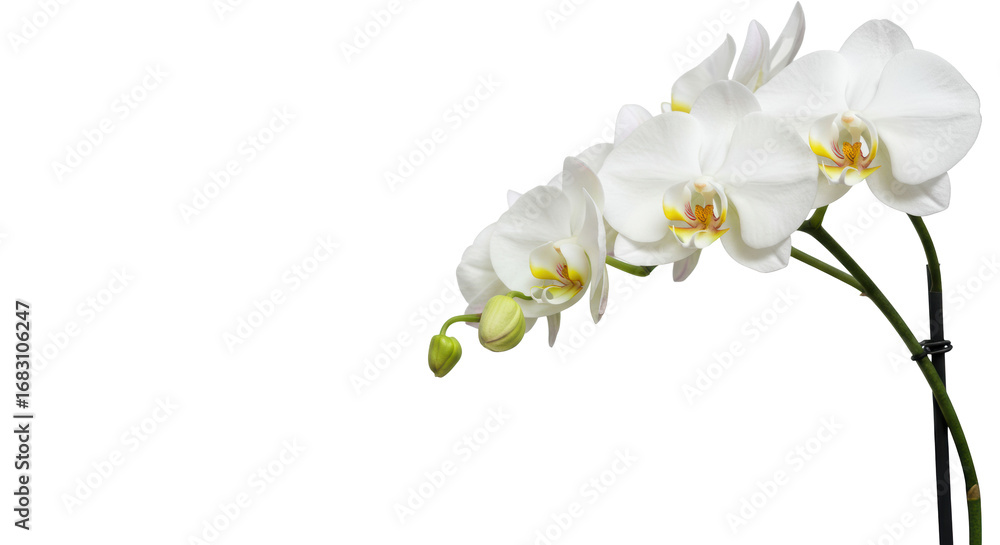 Fototapeta premium transparent Phalaenopsis orchid with delicate blooms and unopened bud, high-key studio backdrop with negative space for copy, soft diffused light, concept of elegant growth