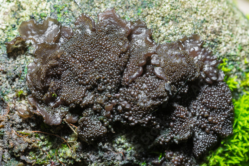 Selective focus on Common Lichen, Lathagrium Auriforme