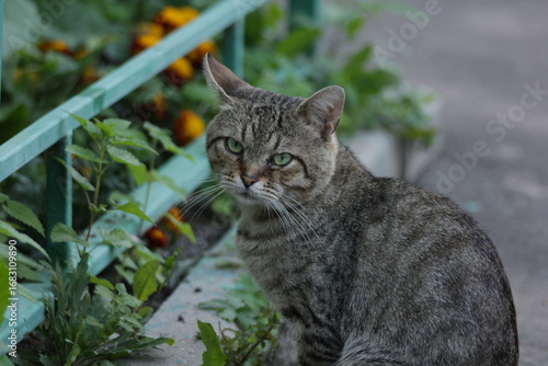 Wallpaper Mural A sad cat with an inflamed eye and an abscess on the eyelid, set against an outdoor street background. The image illustrates eye diseases in cats and the need for veterinary care. Torontodigital.ca