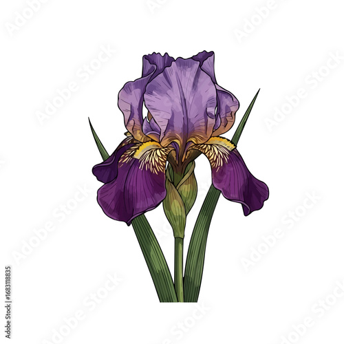 Beautiful pansy flower with deep violet and yellow colors isolated