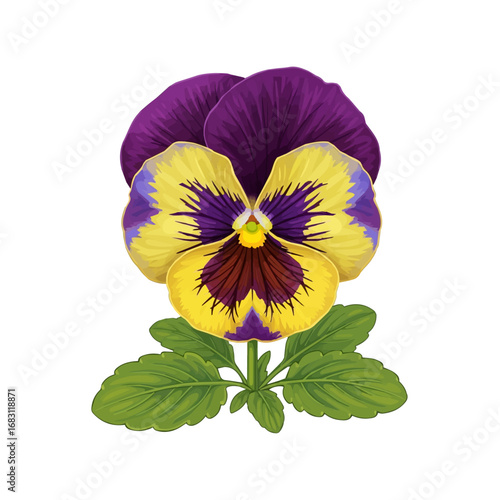 Vibrant pansy flower with purple and yellow tones isolated on white background