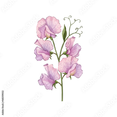 Close up of sweet pea flowers in pink and purple isolated on white background