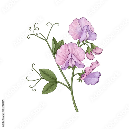 Botanical artwork of sweet pea flowers in full bloom with delicate petals