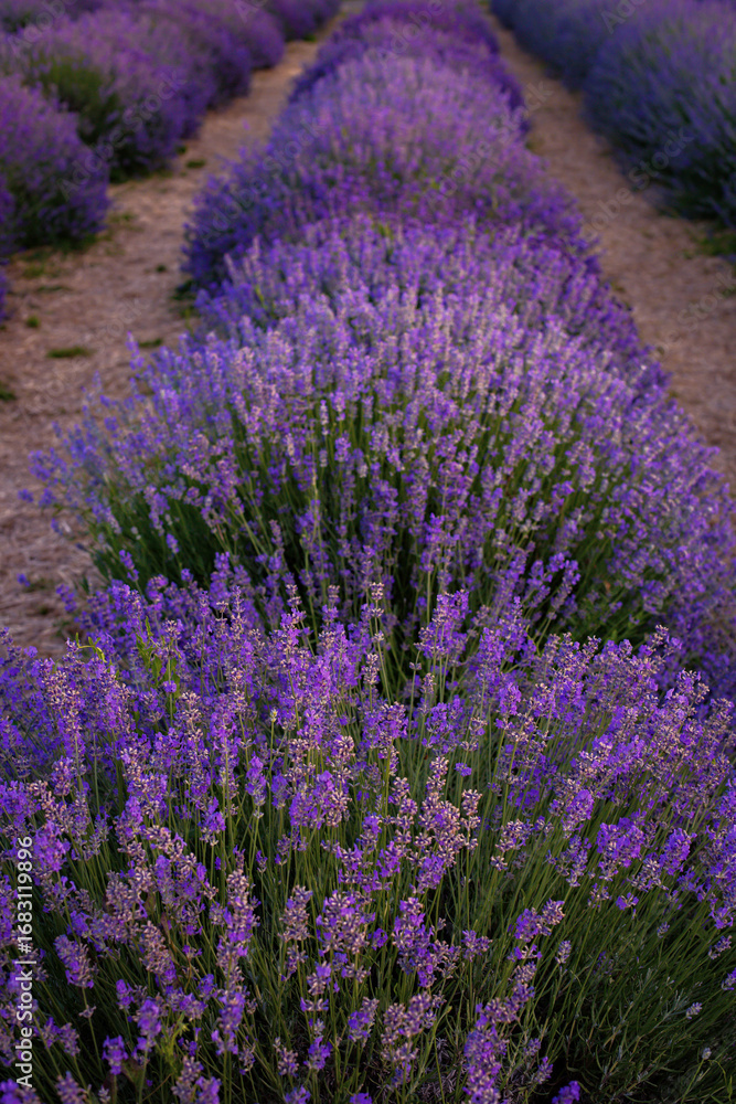 Obraz premium field of lavender