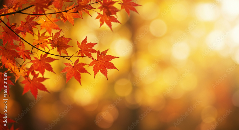 Red Maple Leaves in Autumn with Warm Bokeh Background Red Maple Leaves in Autumn with Warm Bokeh Background