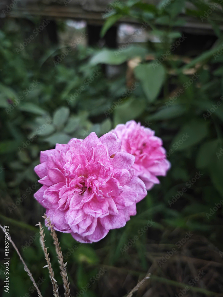 Fototapeta premium pink flower in the garden