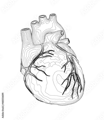 Human heart contour drawing in black and white, detailed veins and arteries visible on clean white background.