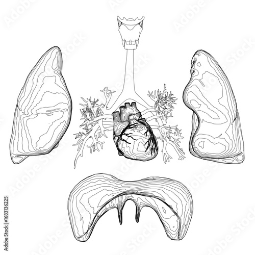 Detailed anatomical illustration of a human heart and lungs, featuring the diaphragm, trachea, and precise contour lines.