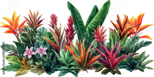 Vibrant tropical bromeliad plants with colorful foliage and blooms on a white background