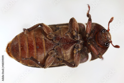 Dermestes bicolor, Insect of family Dermestidae called carpet beetles. Pests in homes. Adult insect viewed from the ventral side.