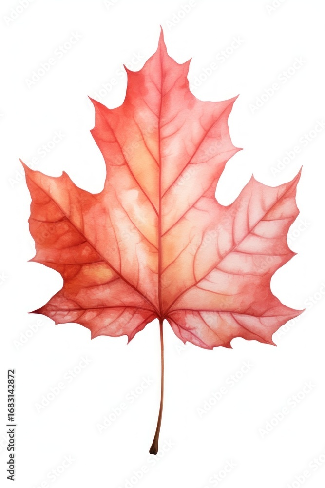 Obraz premium Sugar Maple leaf maple plant tree.