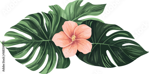 Delicate pink hibiscus flower resting on lush green monstera leaves isolated on white background