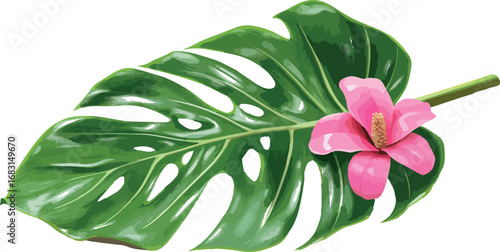 Vibrant green monstera leaf with a delicate pink lily flower on a white background
