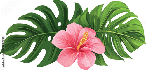 Vibrant pink hibiscus flower nestled between lush green tropical monstera leaves isolated on white