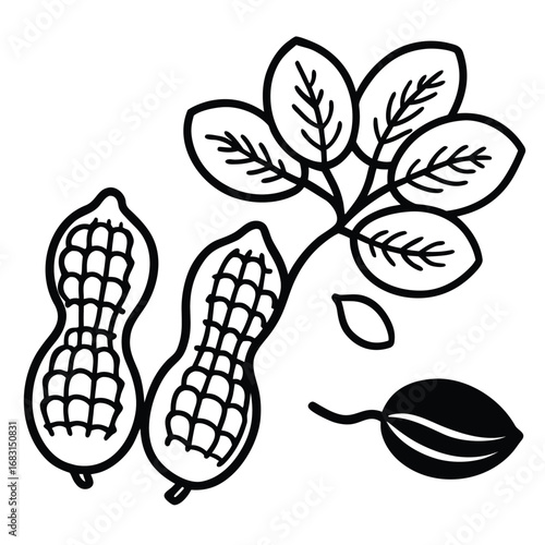 Hand drawn illustration of peanuts with leaves and a single peanut pod
