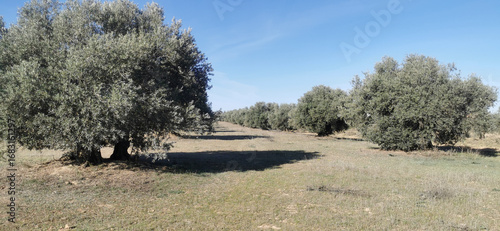 nice green grass meadow with some trees