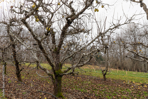 Gradual hillside with apple trees bearing fruit, no leaves winter with gray sky, aging metaphor, horizontal aspect