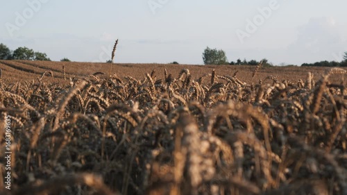 A Beautiful Golden Wheat Field at Sunset, Capturing the Essence of Agriculture and Natures Beauty