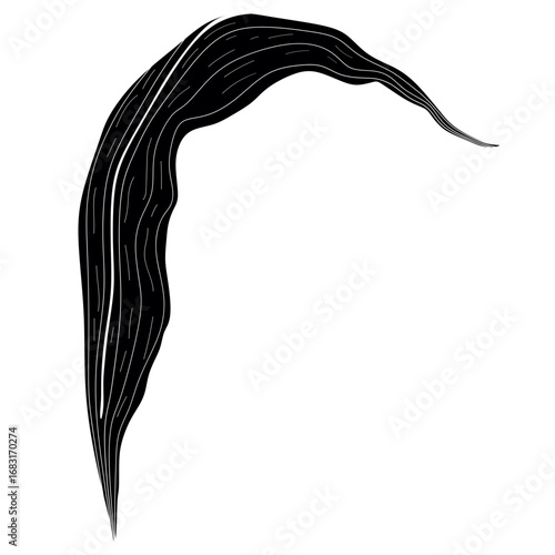 A single black leaf with a white stripe, curved gracefully against a white background.