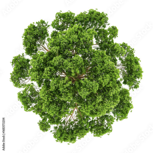 Overhead view of a vibrant green tree with dense foliage against