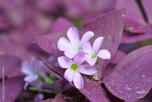 Close-up of Oxalis triangularis, commonly known as false shamrock