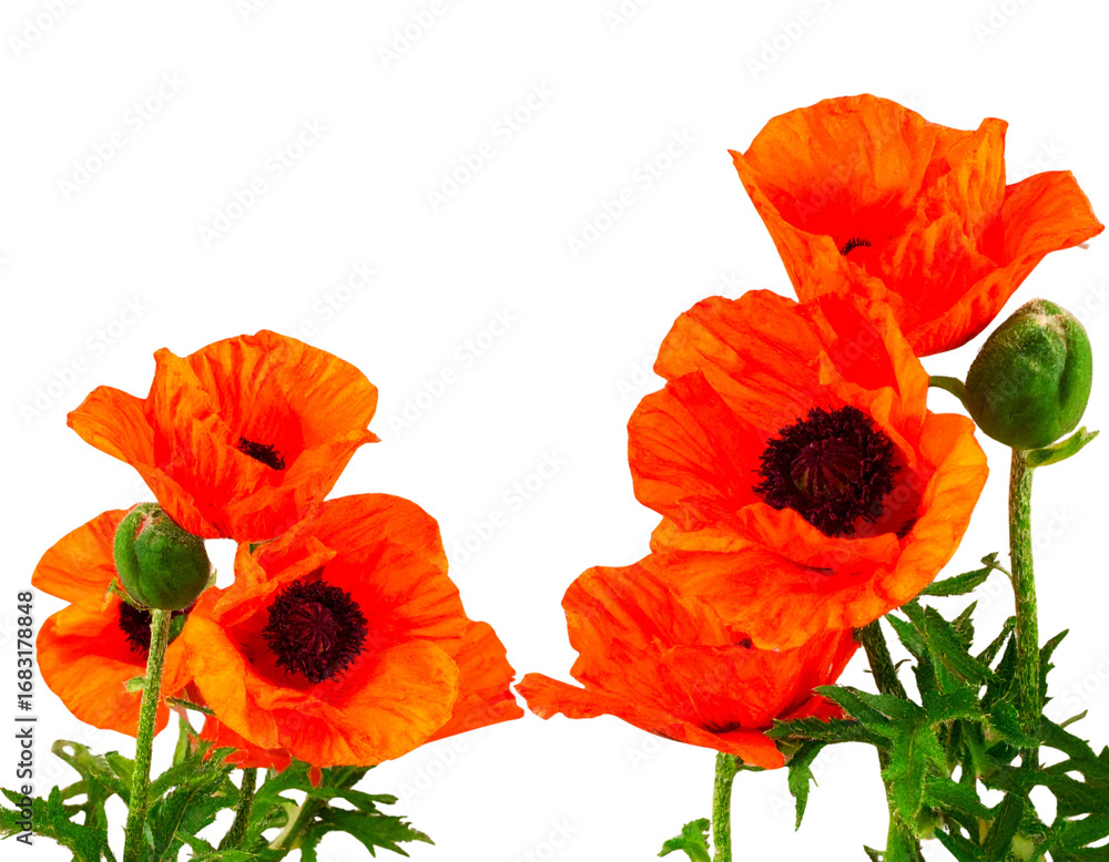 Obraz premium Decorative Arrangement of Orange Poppy Flowers with Leaves, Floral PNG Isolated