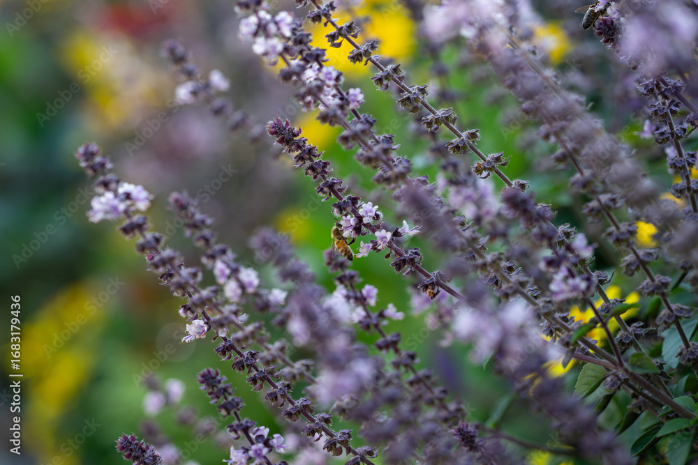 Obraz premium Closeup flower with bee