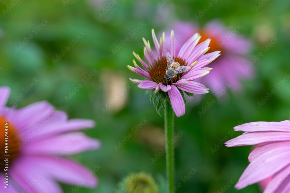 Obraz premium Echinacea
