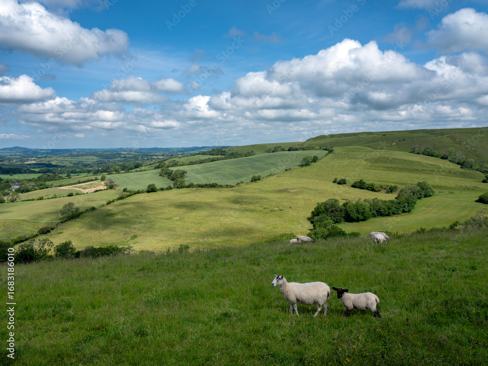 Fototapeta premium sheep in green hills of south dorset near jurassic coast