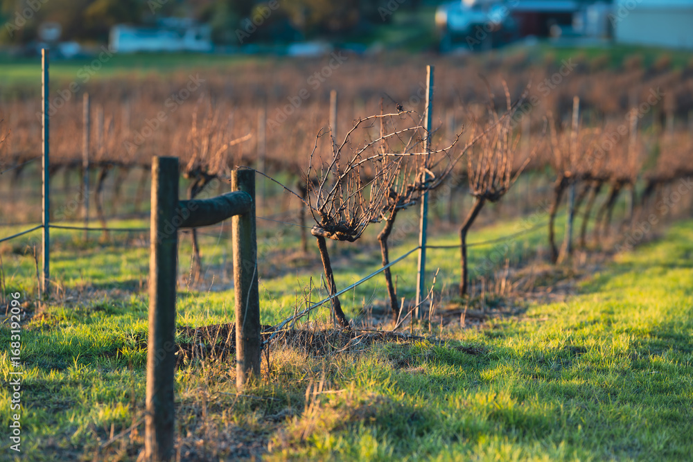 Obraz premium Close up of the grape vines in a vineyard under soft sunlight in winter, Red Rock, Victoria, Australia