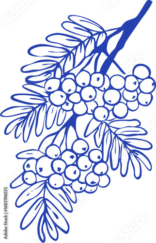 Rowan Berry Branch Line Art Illustration, Botanical Autumn Plant Drawing, Minimal Outline Vector, Nature Leaves and Berries Clipart