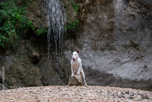 Fotografie Muscular Bull Terrier outdoors in harsh rocky landscape with water stream