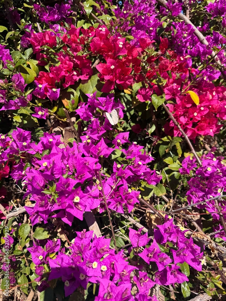 Fototapeta premium pink flowers
