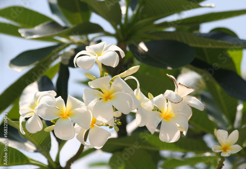 Close up of Plumeria  Alba Tree Blossoms  with White Petals and yellow center in Phuket, Thailand