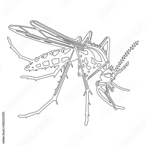 Mosquito