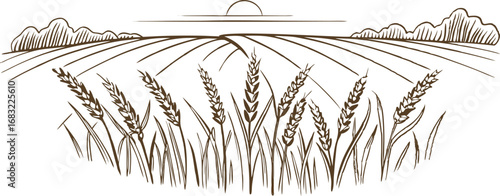 Wheat field sunrise illustration hand drawn agriculture landscape with crops, sunrise, clouds, rural countryside scene