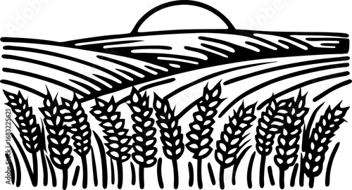 Wheat ears field and rolling hills at sunrise agricultural rural landscape, harvest and farming season scene