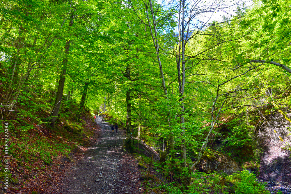 Obraz premium Wanderweg von Weisstannen im Weisstannental zur Wasserfallarena von Batöni, Mels, Kanton St. Gallen 