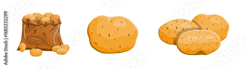 Fresh potato harvest vector set on white background. Flat style illustration of raw vegetable food in a sack and loose tubers.