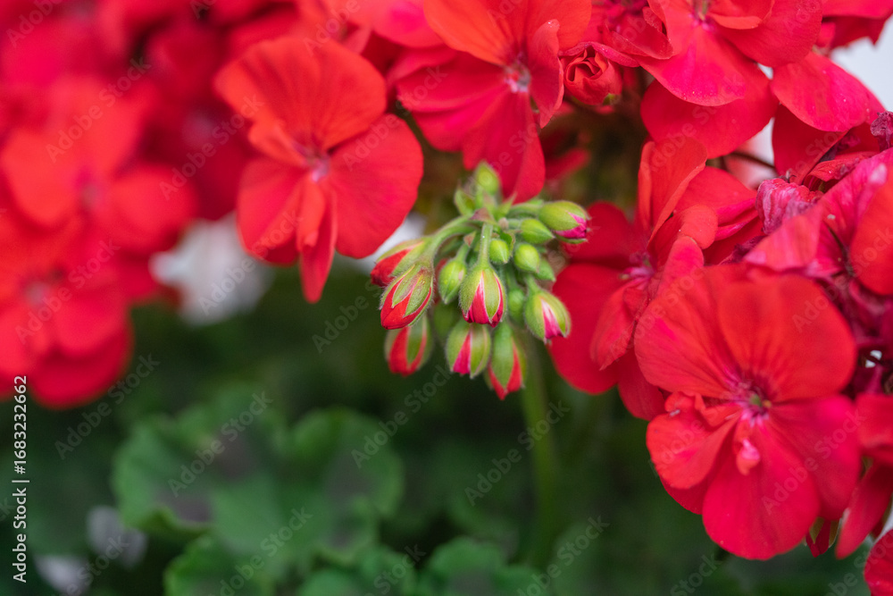 Fototapeta premium Geranium close up