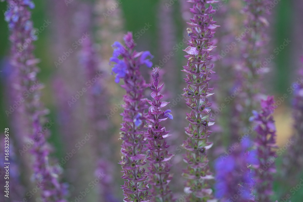 Obraz premium Flowers closeup in full bloom