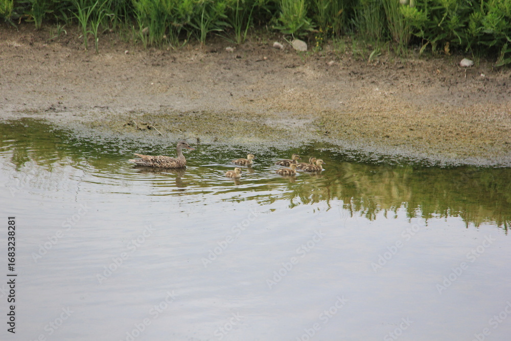 Fototapeta premium In My Travels on the Prairies and Abandoned Beauty