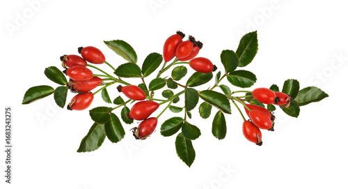 Red berries of wild rose an...